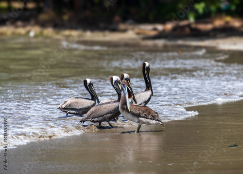 A group of brown pelicans (Pelecanus occidentalis) standing on the shoreline, with gentle waves washing up on the sandy beach. Coastal wildlife scene in natural light. Costa rica.