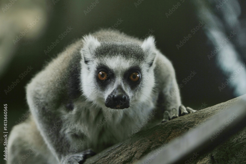 Fototapeta premium portrait of a lemur's behavior