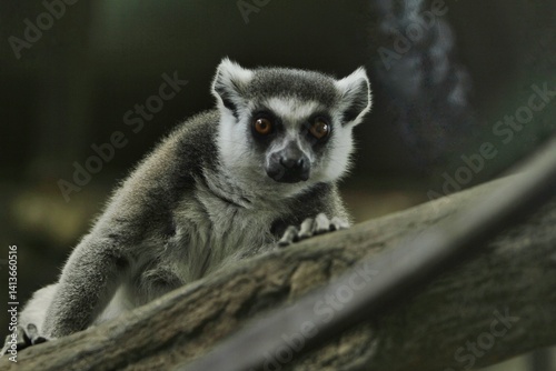 Obraz na płótnie portrait of a lemur's behavior w salonie