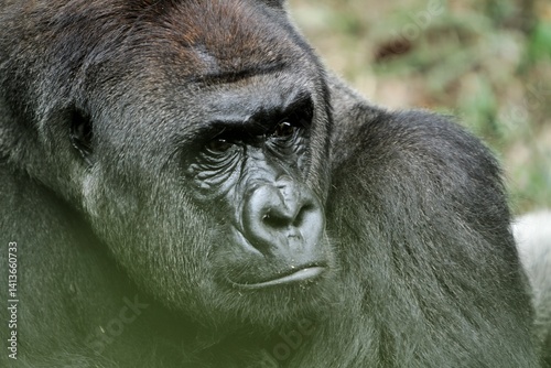 Obraz na płótnie portrait of a silverback gorilla's facial expression w salonie