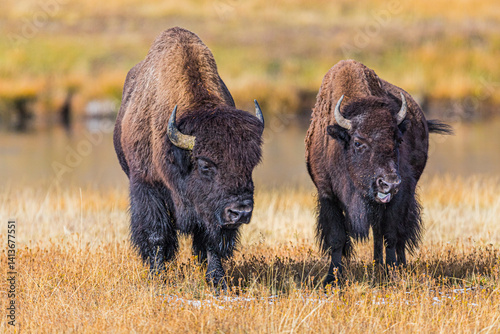 A fight is brewing between these two bison, in Yellowstone National Park.