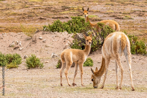 Bolivia, portrait of Vicuna family, a relation of the llama, protected by law throughout Bolivia.