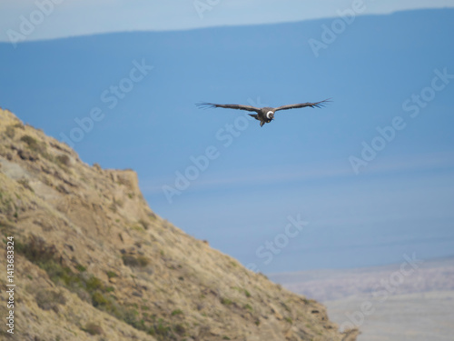 Andean condor female, in Patagonia. South America, Chile, Magallanes.