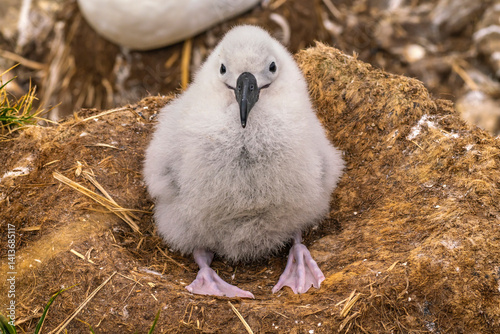 Falkland Islands, West Point Island. Black-browed albatross chick in nest. photo