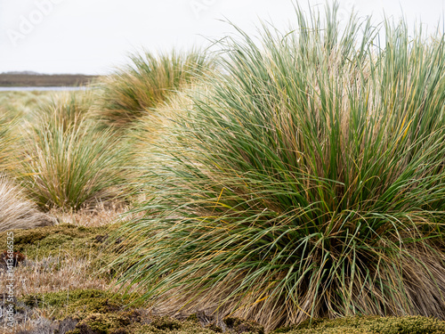 Falkland Islands, Sea Lion Island. Tussock grass. Ruaaoxk grass along with other native grasses.
