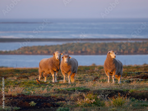 Sheep (ram). Sheep farming is still of great economic importance to the Falkland Islands.