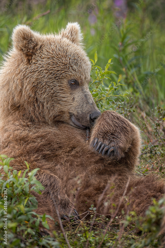 custom made wallpaper toronto digitalAlaskan brown bear cub along Alagnak River, Alaska.