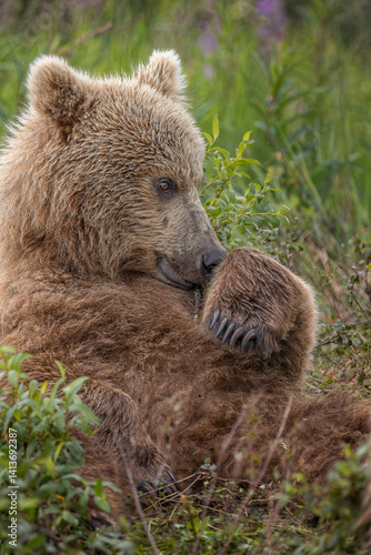Wallpaper Mural Alaskan brown bear cub along Alagnak River, Alaska. Torontodigital.ca
