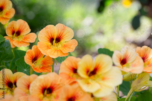 Nasturtium Seeds, Variety Tip Top Apricot, Dwarf Indian Cress, Tropaeolum Majus,  Edible Annual Flowers, Macro Closeup Pistil and Stamen