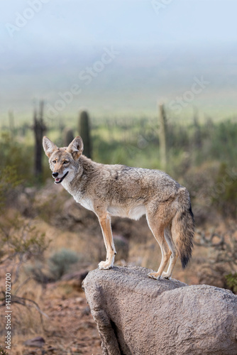 A coyote takes advantage of a rock to gain a better view.