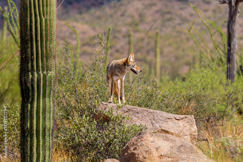 A coyote takes advantage of a rock to gain a better view.