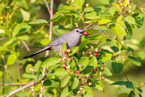 Gray catbird eating serviceberry, Marion County, Illinois. photo