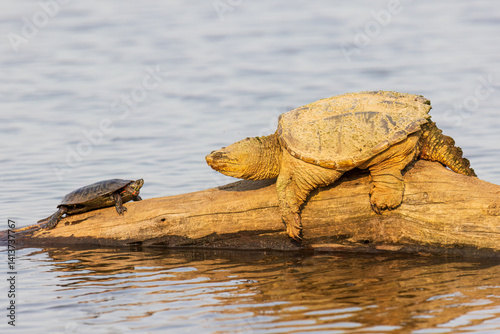 Common snapping turtle on log with painted turtle in wetland, Marion County, Illinois.