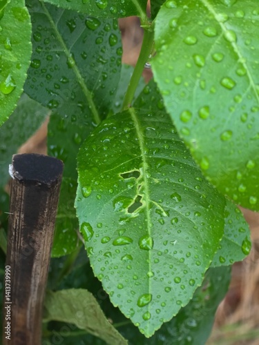 rain drops on a leaf