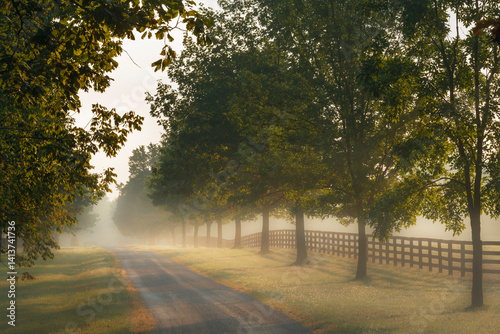 Roadway and fences on horse farm at sunrise on foggy morning, Oldham County, Kentucky