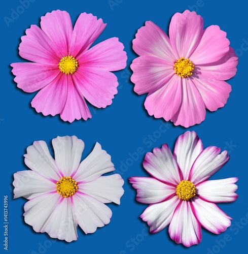 Obraz na płótnie pink and white flowers isolated on blue w salonie
