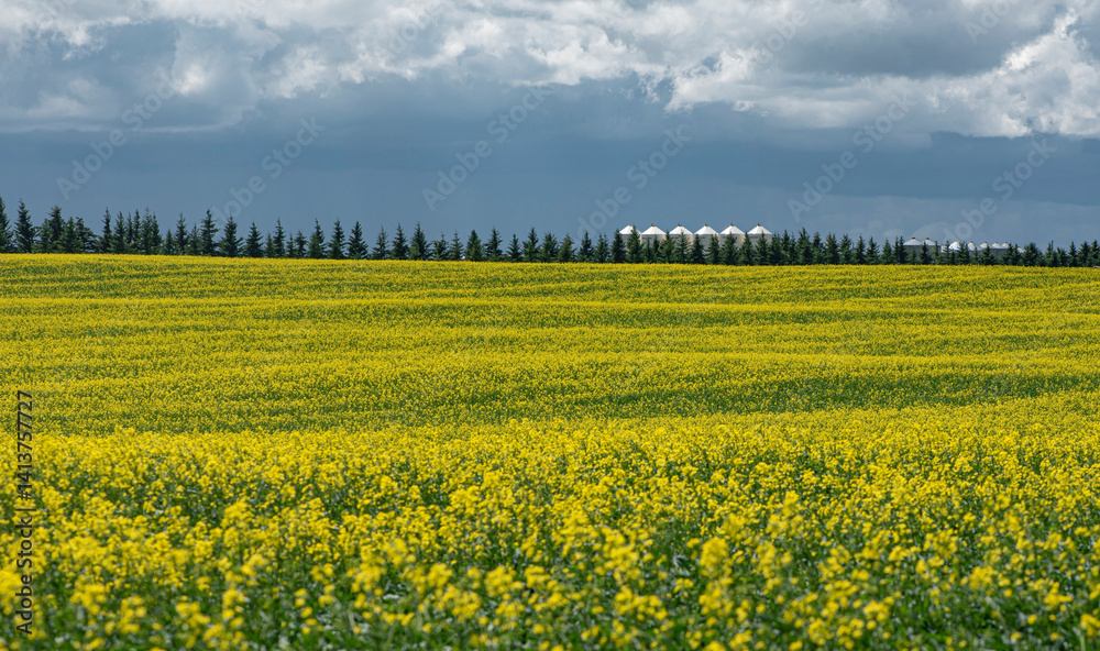 Obraz premium rapeseed field in spring