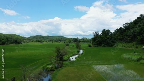 Wallpaper Mural The stream flowing through the green rice fields near the mountains in Asia, Laos, towards Luang Prabang, in summer on a sunny day.  Torontodigital.ca