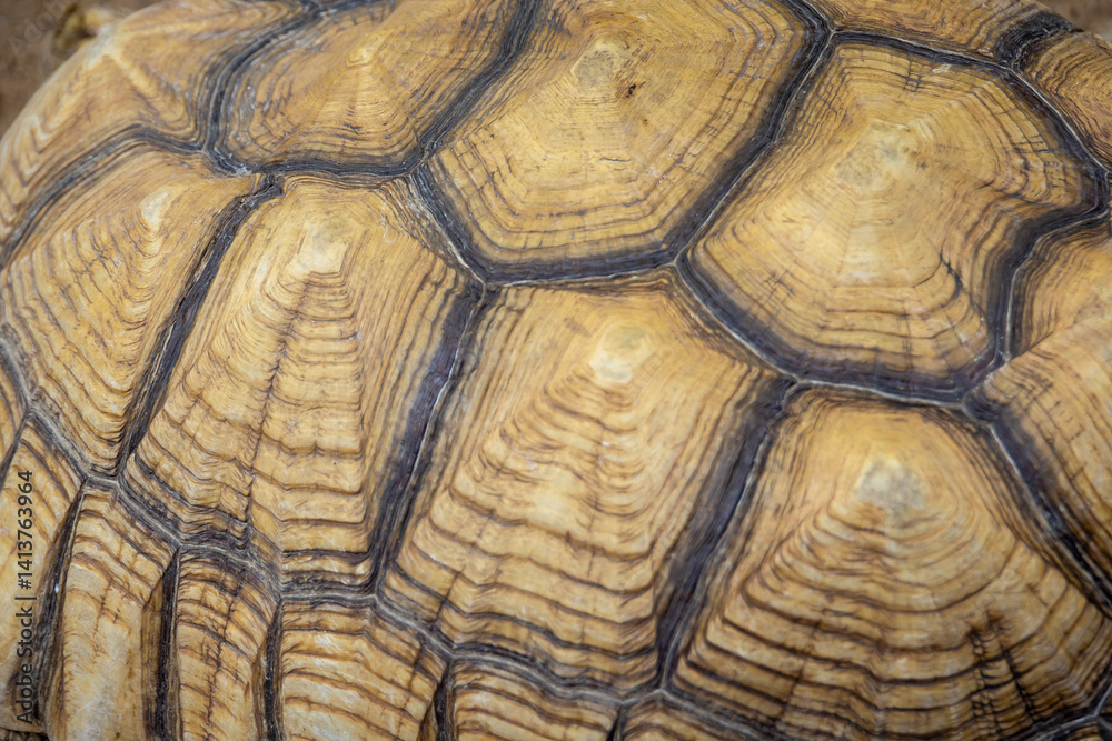 macro shot of a tortoise shell, showcasing its unique patterns and natural textures macro shot of a tortoise shell, showcasing its unique patterns and natural textures
