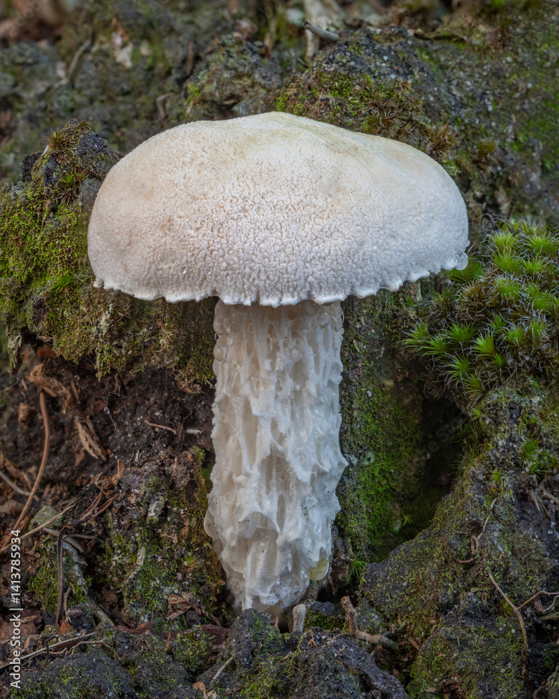 Fototapeta premium Austroboletus niveus (Snowy Bolete) fungi - such an unusual stem structure; exceedingly mucilaginous with insect-attracting, bitter viscid drops - NSW, Australia
