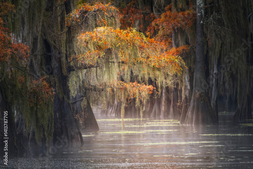 Autumn colors on Caddo Lake, Texas. Worlds largest bald cypress forest.