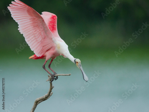 Roseate spoonbill balancing act, Smith Oaks Sanctuary, Bolivar Peninsula, High Island, Texas.