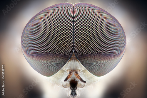 close up eyes of the horsefly