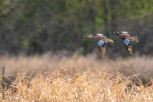 Pair of blue-winged teals in flight.