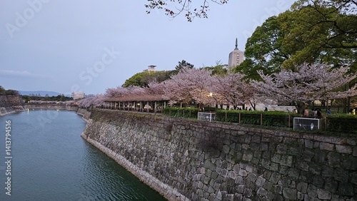 View the Cherry Blossom of the river