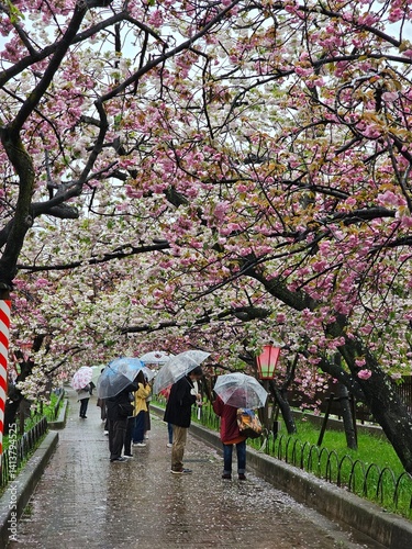Walking in the cherry blossom park