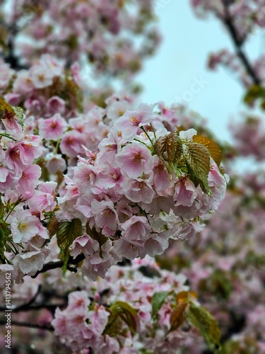 pink cherry blossom