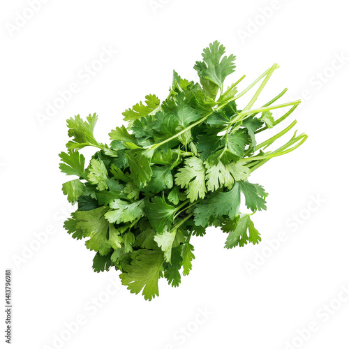 Fresh coriander leaves isolated on Transparent background showcasing vibrant green color and texture, Coriander leafisolated on PNG background