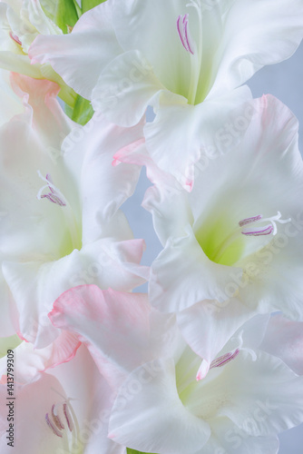 USA, Washington State, Seabeck. Close-up of white gladiola blossoms.