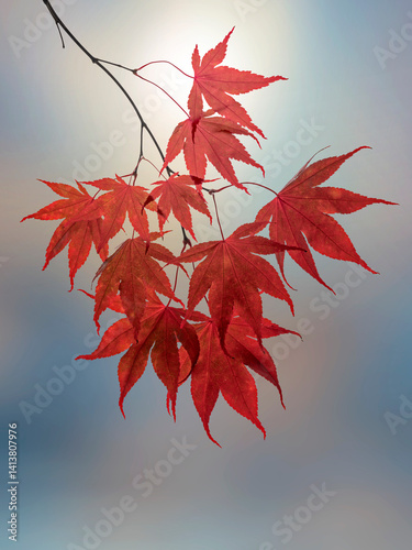 USA, Washington State, Seabeck. Japanese maple leaves in fall.
