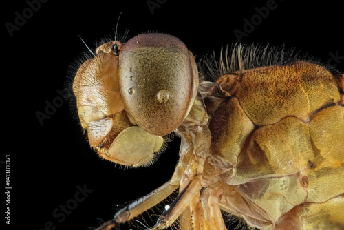close up of a brown dragonfly