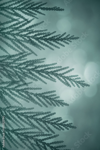 USA, Washington State, Seabeck. Western red cedar bough close-up.