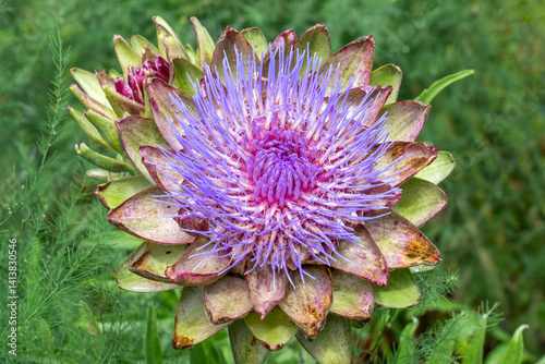 Bellevue, Washington State, USA. Artichoke flower head.