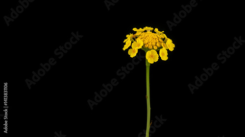 Yellow oilseed rape flower against a dark grey or black background, yellow oilseed rape, isolated, warm