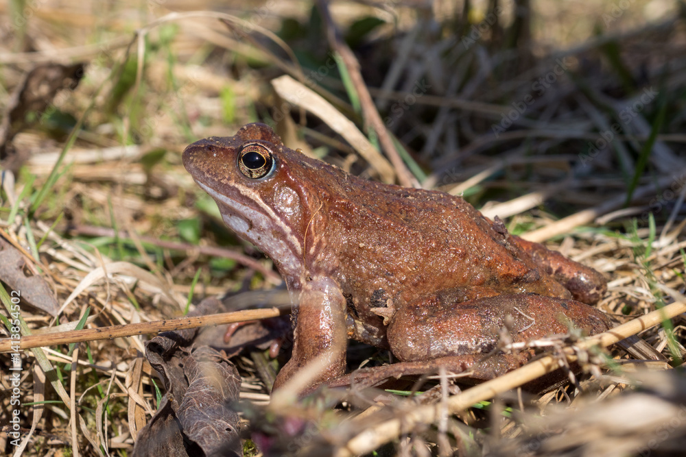 portrait of a frog in the grass in spring portrait of a frog in the grass in spring