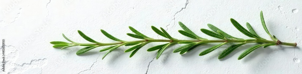 Obraz premium Single stems of rosemary isolated on white stone surface, branch, abstract, nature