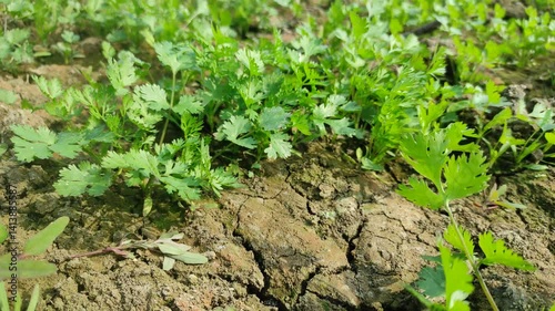 Coriander leaves in vegetables garden for health, food and agriculture concept design. Organic coriander leaves background.	