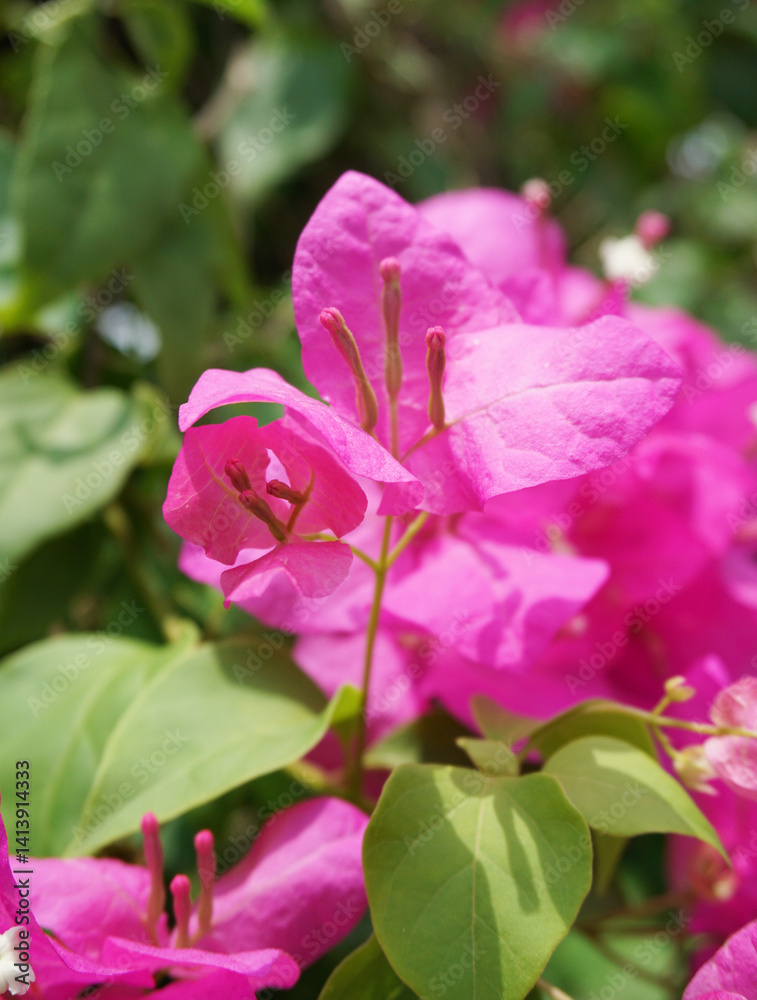 Fototapeta premium pink Bougainvillea flower in nature garden