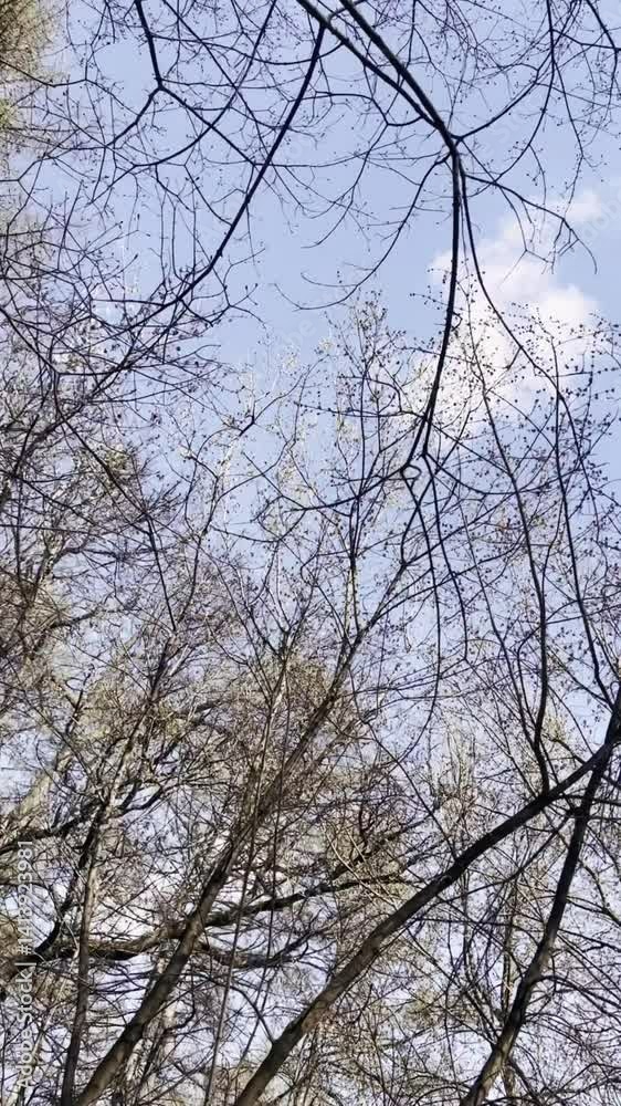 The camera moves through the bare crowns of trees against the background of a blue spring sky with clouds. The camera moves through the bare crowns of trees against the background of a blue spring sky with clouds.