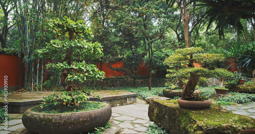 Chengdu, Sichuan, China. Garden Area Of Wuhou Memorial Temple. Ornamental Giant Bonsai Tree. Bamboo Bushes On Background. Many Sorts Of Bonsai Wide Spread Of Cypresses, Willows, Ginkgo And Bamboos