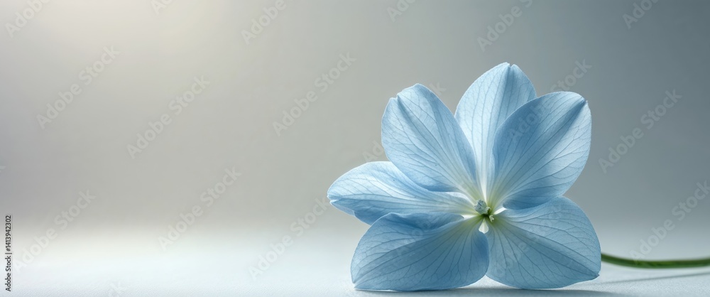 Naklejka premium A Single Delicate Light Blue Flower Blooms