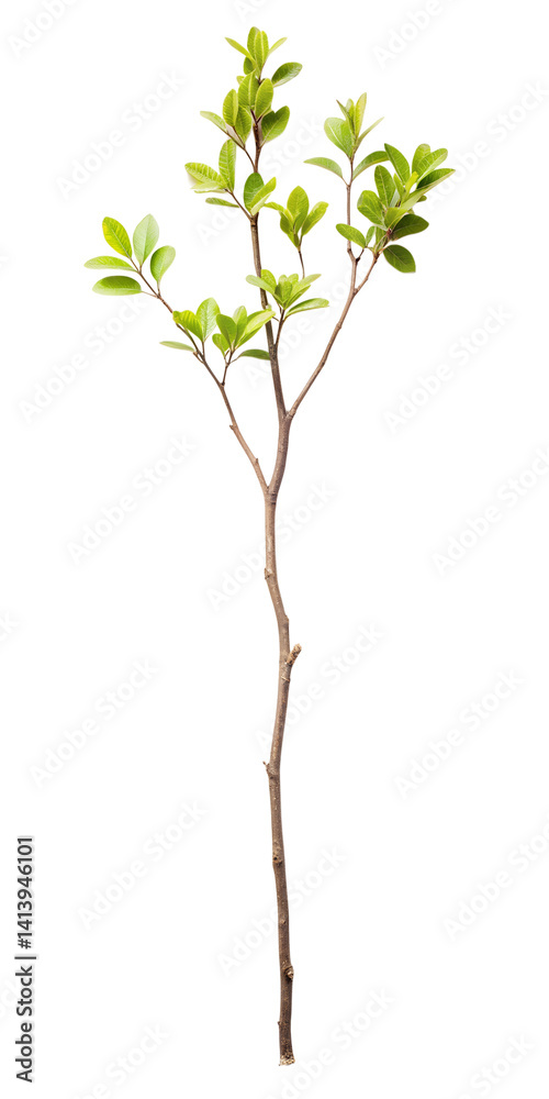 Obraz premium small green tree branch