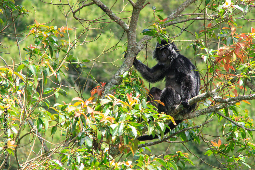 Obraz premium The Javan langur monkey (trachypithecus auratus) is perched on a tree branch, at the foot of Mount Merapi on the south side. Photographed in Mount Merapi national park on a clear morning.