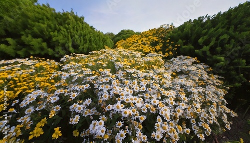 初夏の花畑　エリゲロン