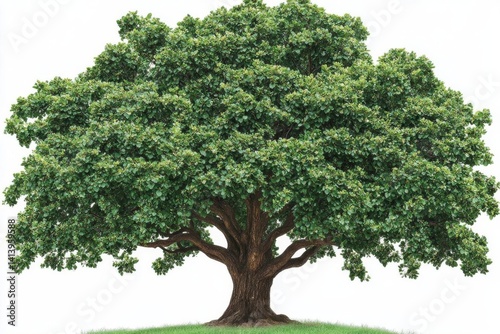 Majestic Tree with Lush Green Leaves, Trunk, Branches, and Grass