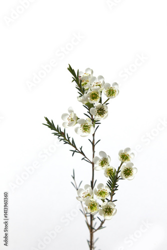 Wax flower with white background and white flowers